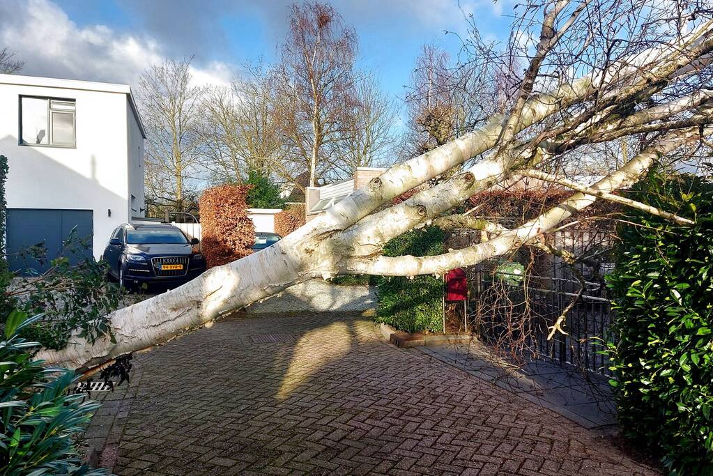 Omgewaaide boom verspert doorgang