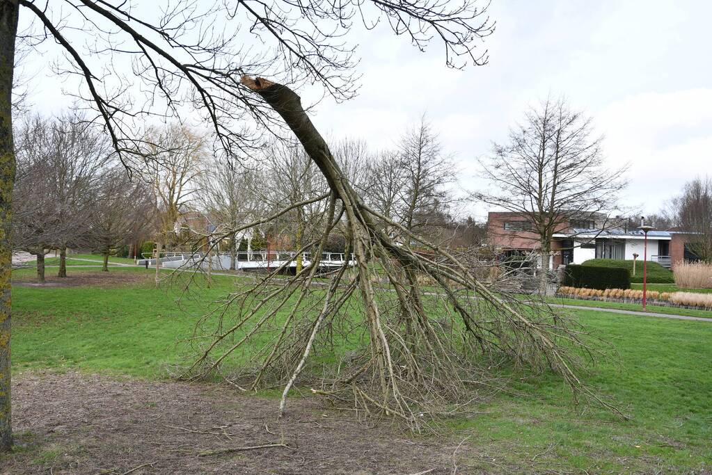 Brandweer ingezet voor twee omgevallen bomen