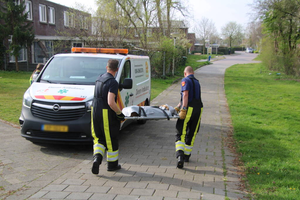 Ree door brandweer gered uit schiphuis