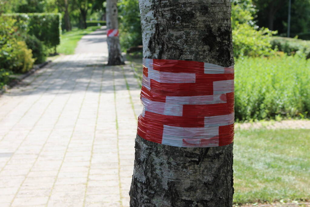 Meerdere bomen vernield