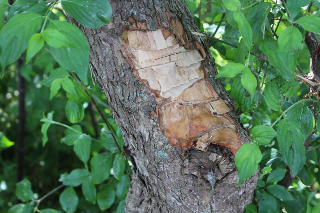 Meerdere bomen vernield