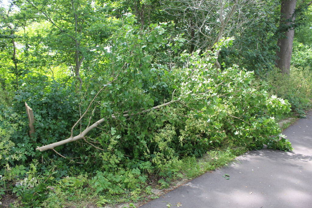 Meerdere bomen vernield