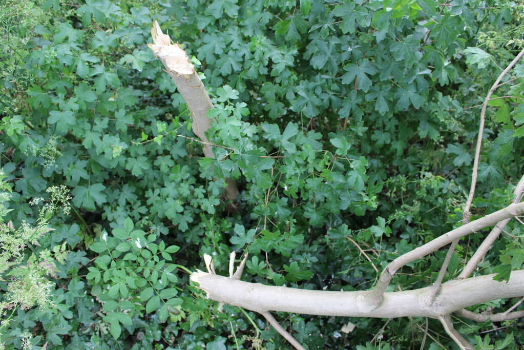 Meerdere bomen vernield