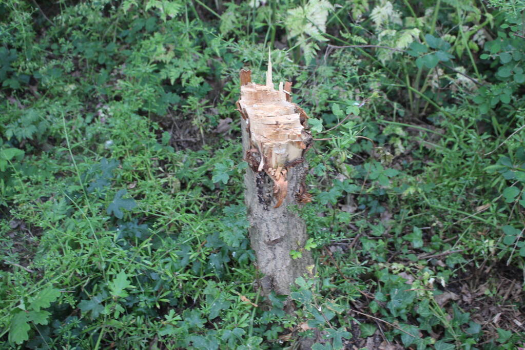 Meerdere bomen vernield