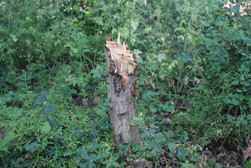 Meerdere bomen vernield