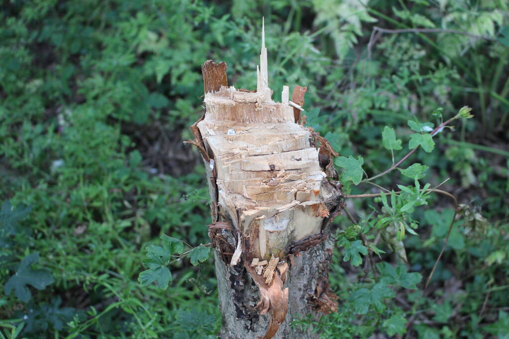 Meerdere bomen vernield