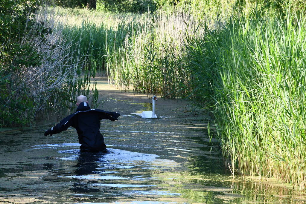 Zwaan raakt verstrikt in visdraad met dobber