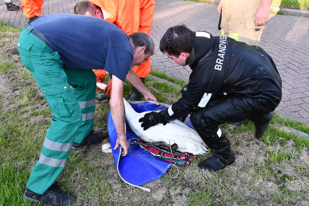 Zwaan raakt verstrikt in visdraad met dobber