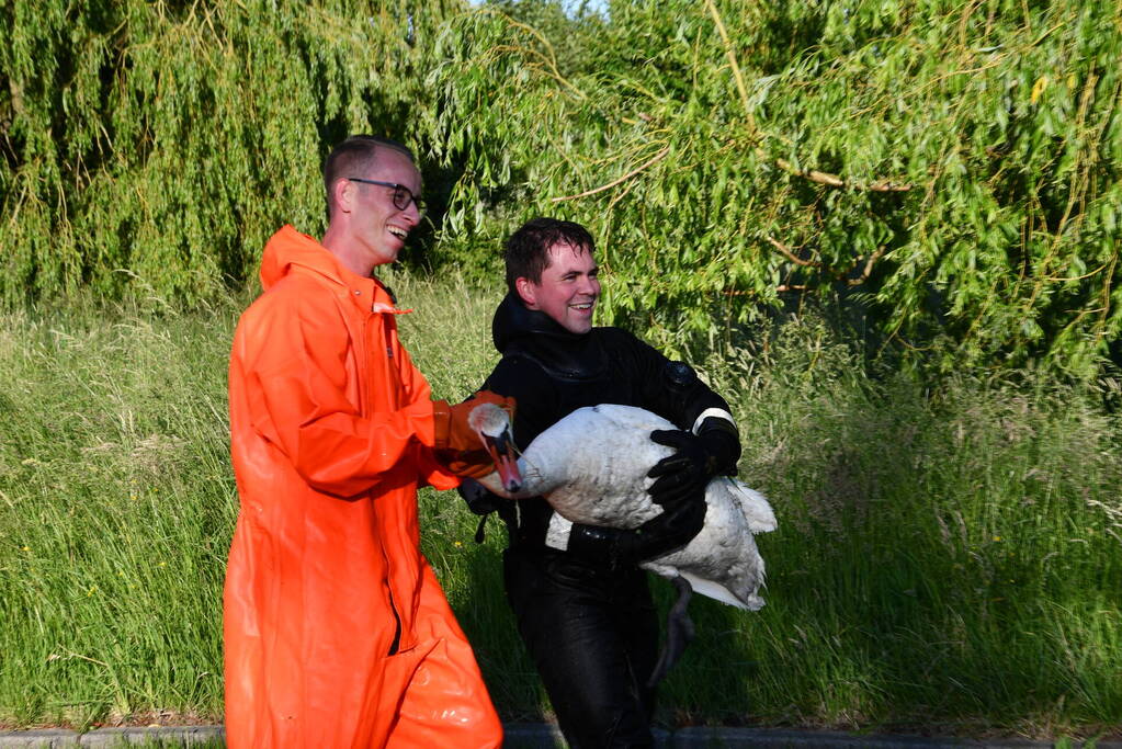 Zwaan raakt verstrikt in visdraad met dobber