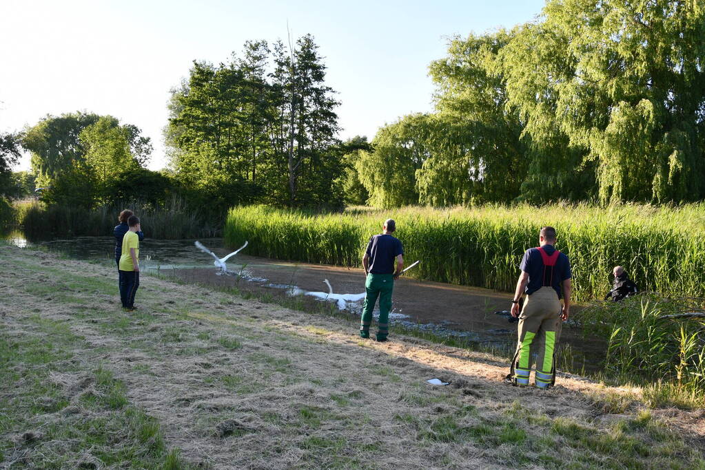 Zwaan raakt verstrikt in visdraad met dobber