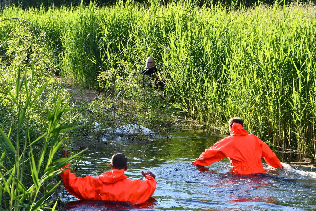 Zwaan raakt verstrikt in visdraad met dobber