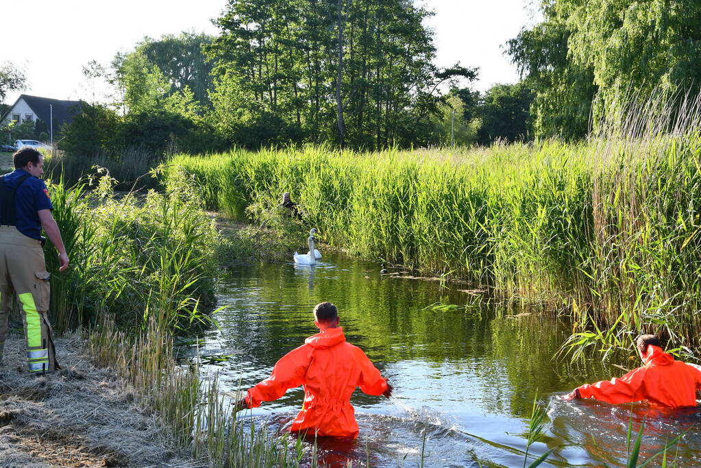 Zwaan raakt verstrikt in visdraad met dobber