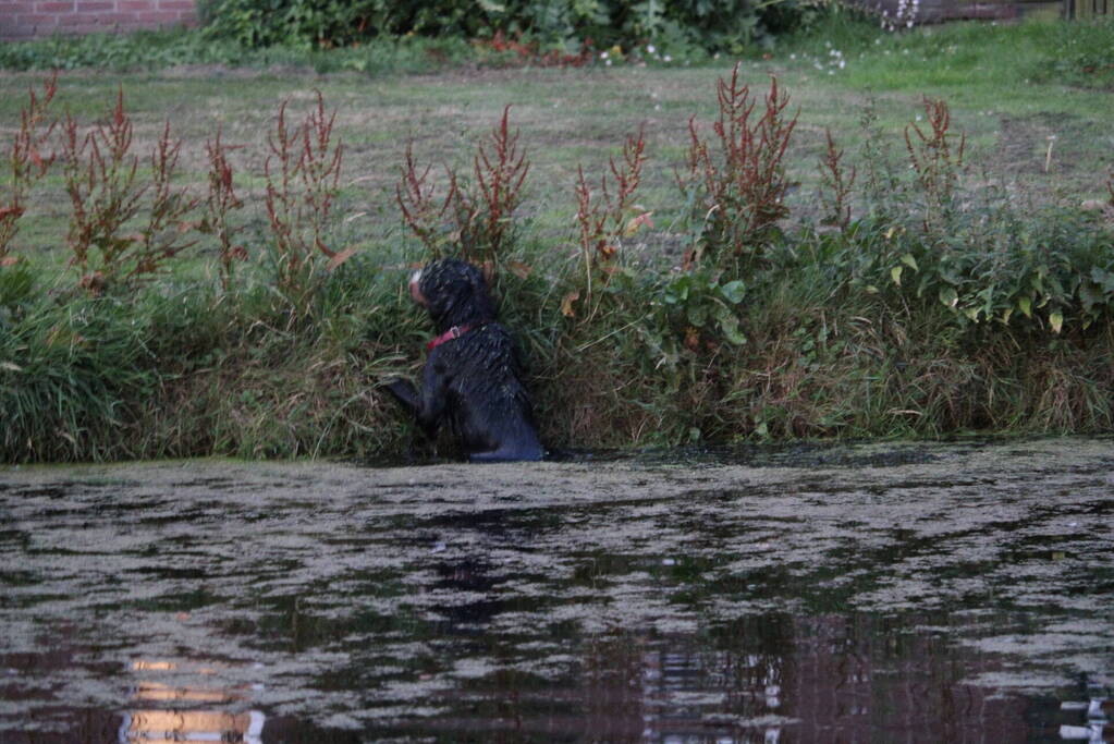 Brandweerduikers redden hond uit water