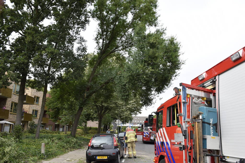 Grote tak breekt van boom af