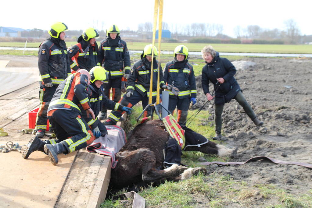 Paard valt in groot gat naast rijplaten