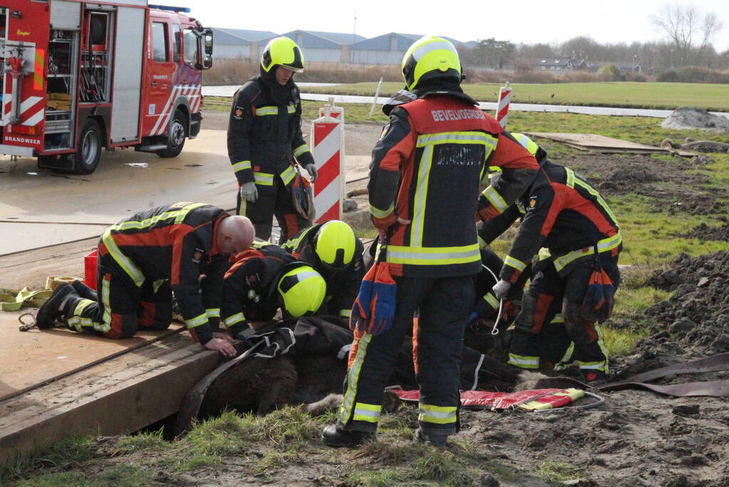 Paard valt in groot gat naast rijplaten