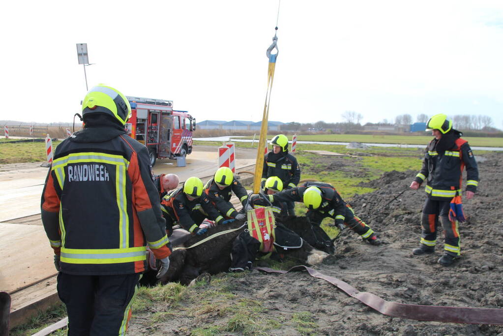 Paard valt in groot gat naast rijplaten