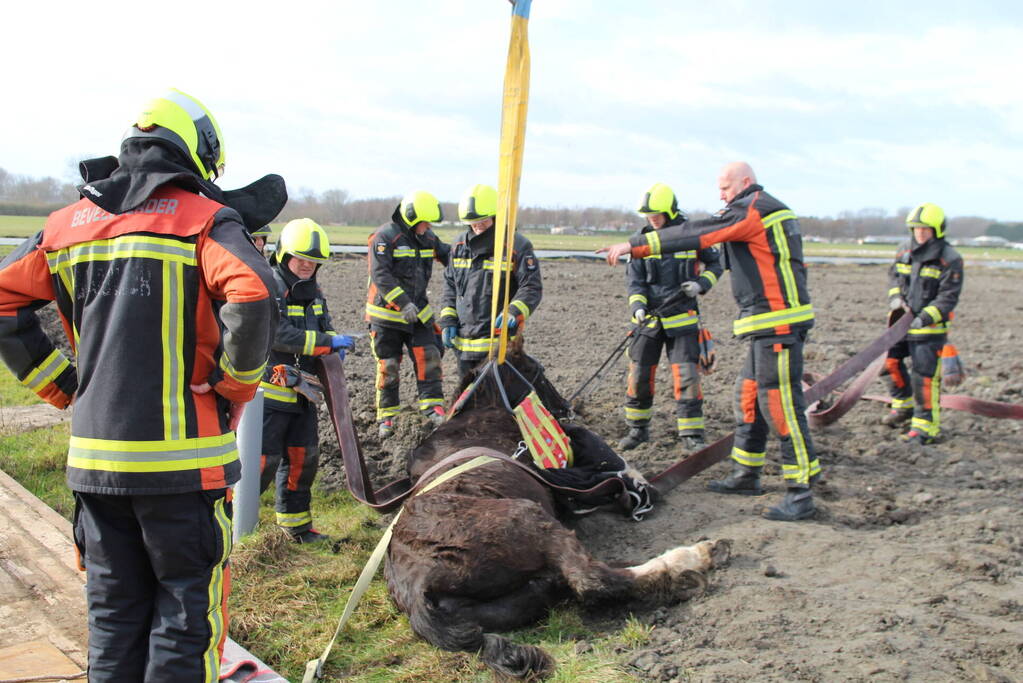 Paard valt in groot gat naast rijplaten