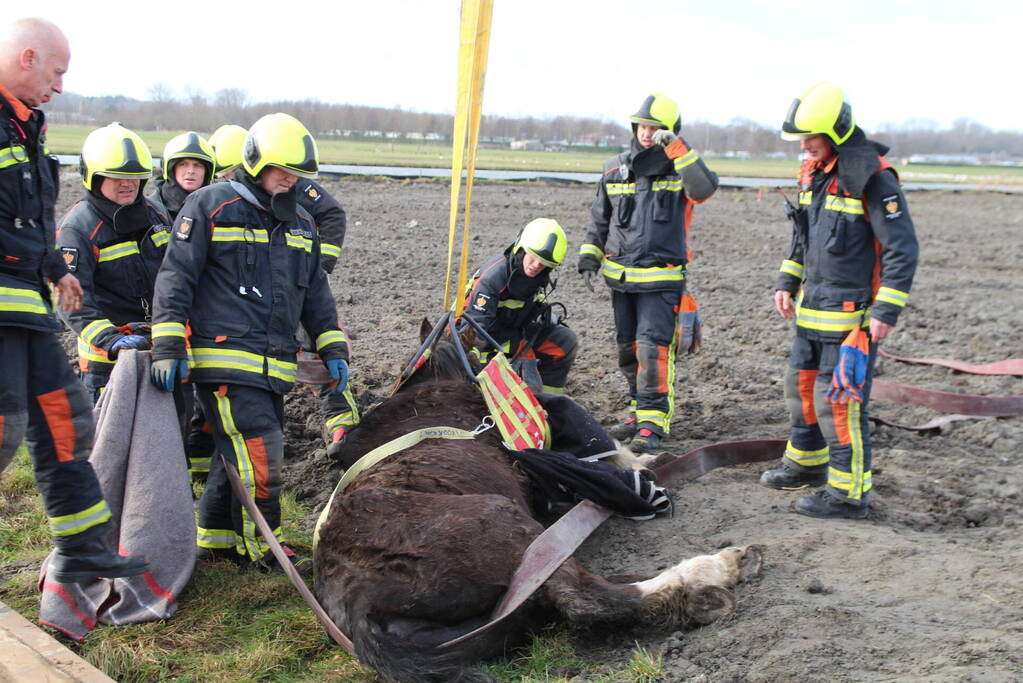 Paard valt in groot gat naast rijplaten