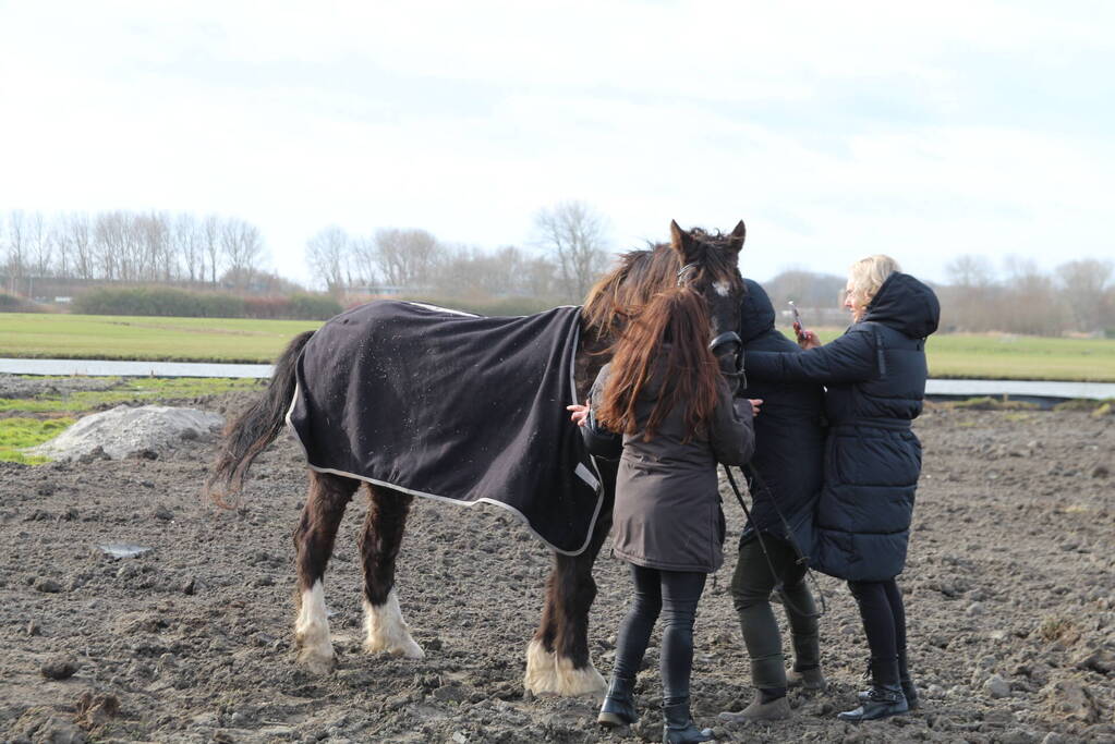 Paard valt in groot gat naast rijplaten