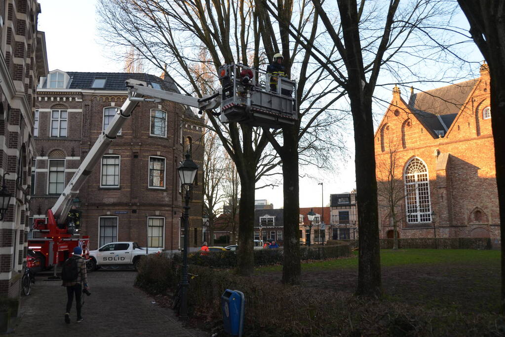 Brandweer redt kat uit boom