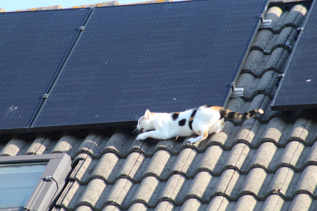 Brandweermannen halen kat van het dak