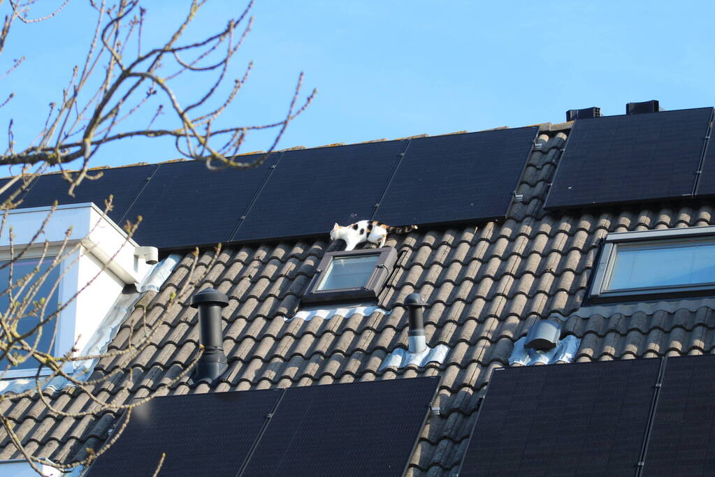 Brandweermannen halen kat van het dak