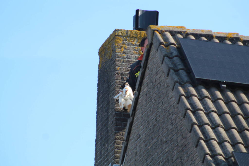 Brandweermannen halen kat van het dak