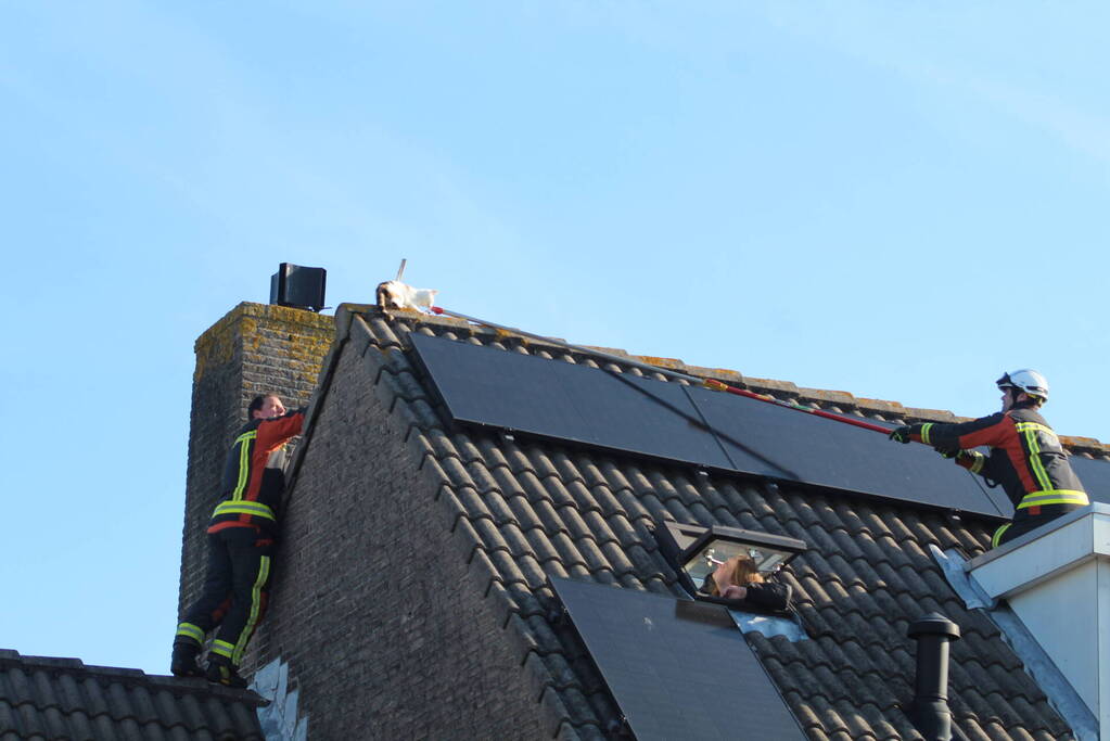 Brandweermannen halen kat van het dak