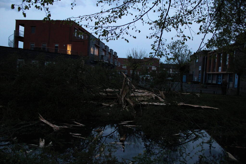 Bomen versplinterd door blikseminslag