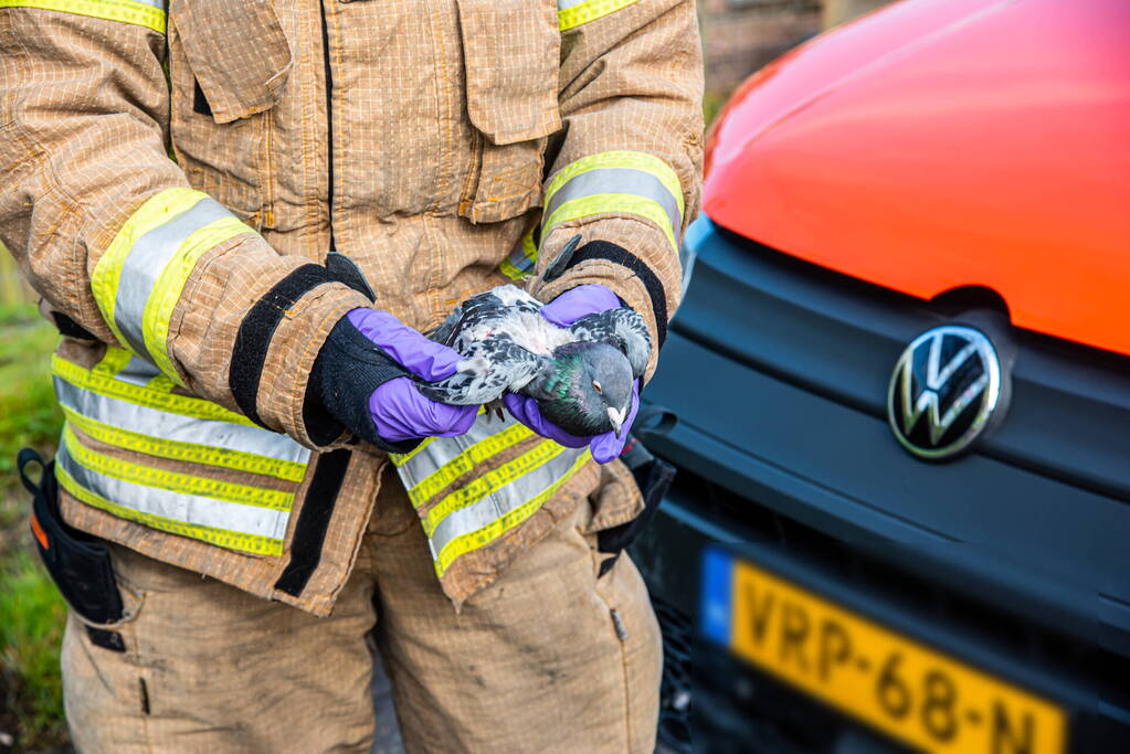 Brandweer redt duif uit voorkant van bestelbus