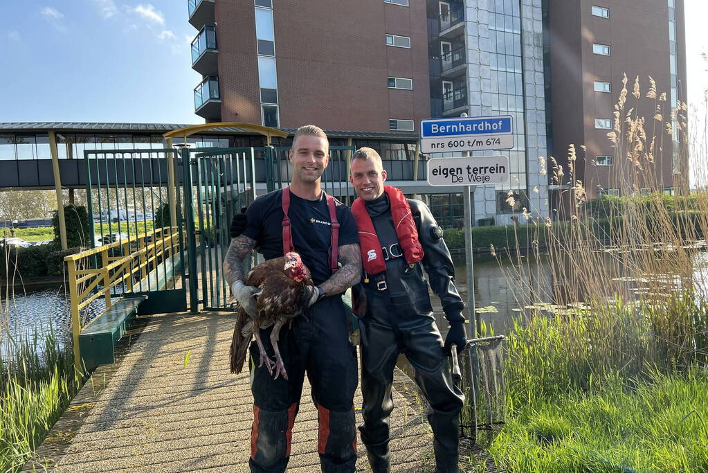 Brandweer vangt kalkoen