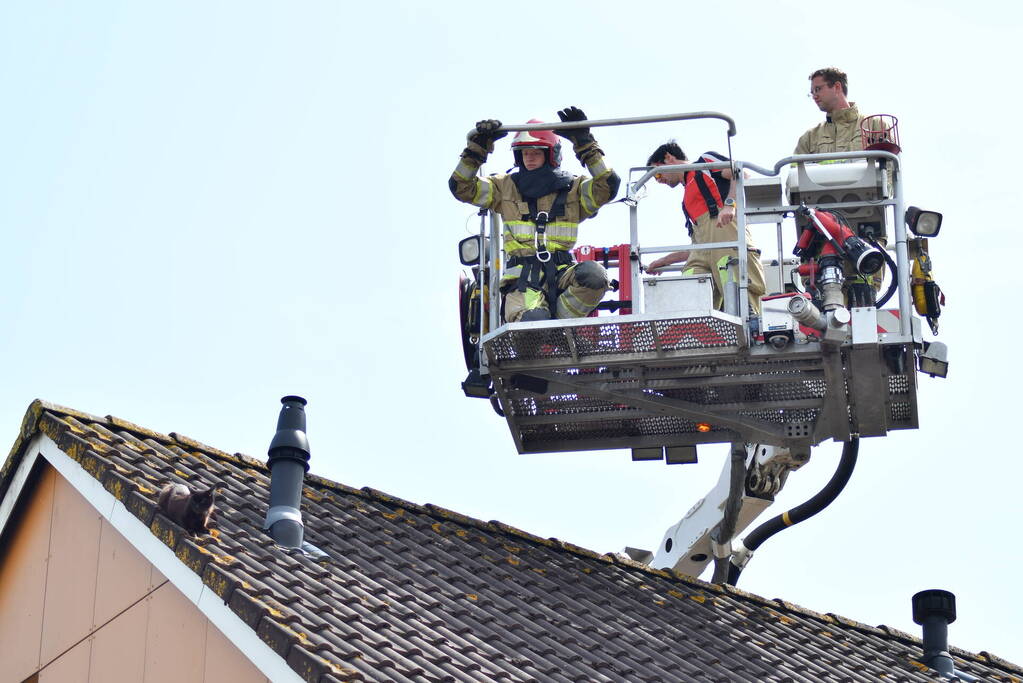 Brandweer redt kat Maruow van dak