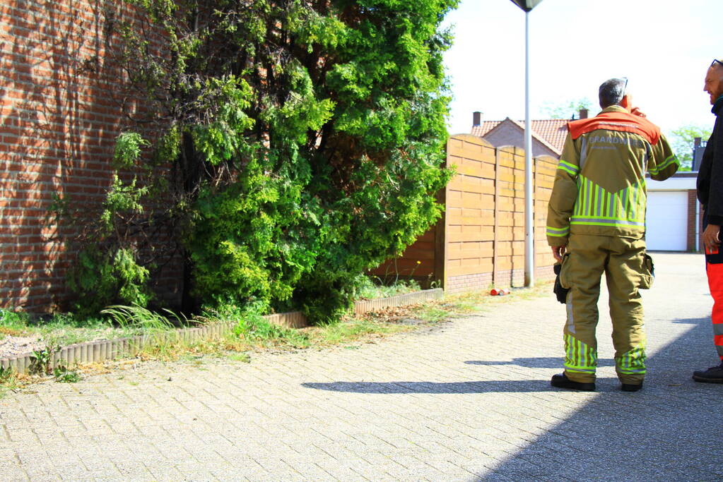 Onkruidverbranding loopt uit de hand, coniferen vatten vlam