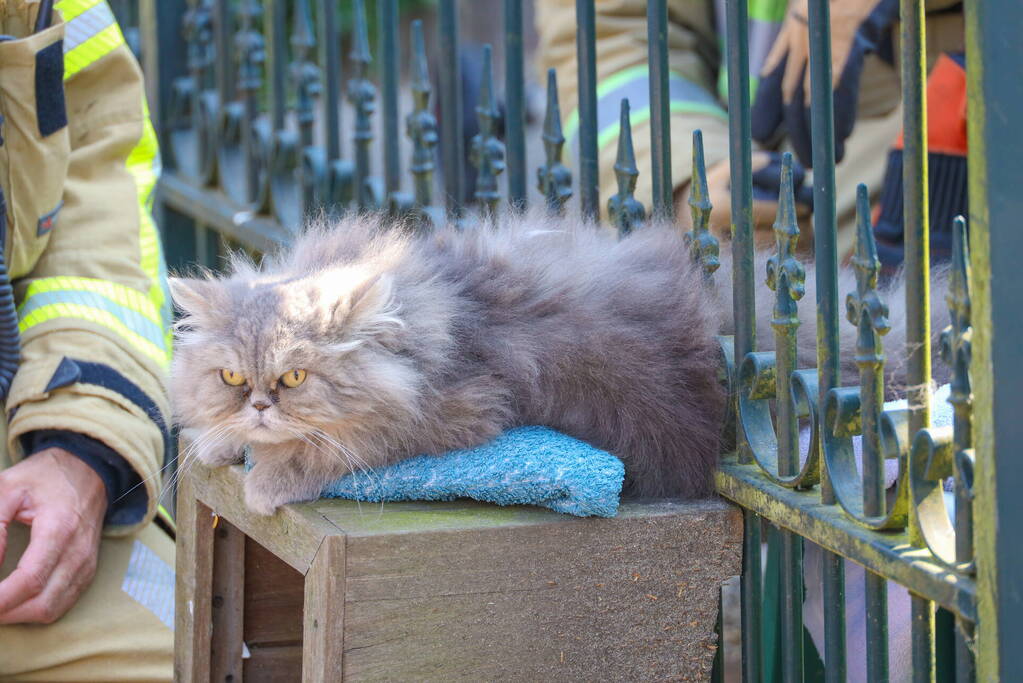 Brandweer bevrijdt kat Gijs uit hek