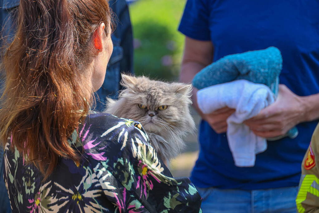 Brandweer bevrijdt kat Gijs uit hek