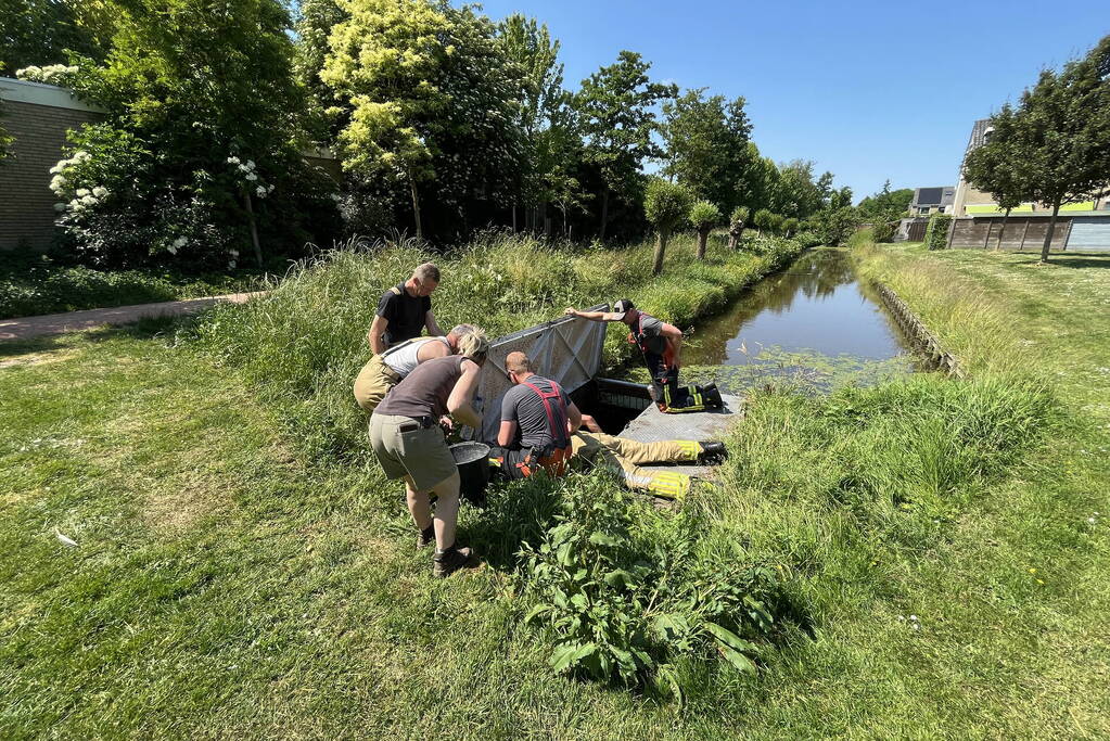 Waterhoentjes gered door brandweer