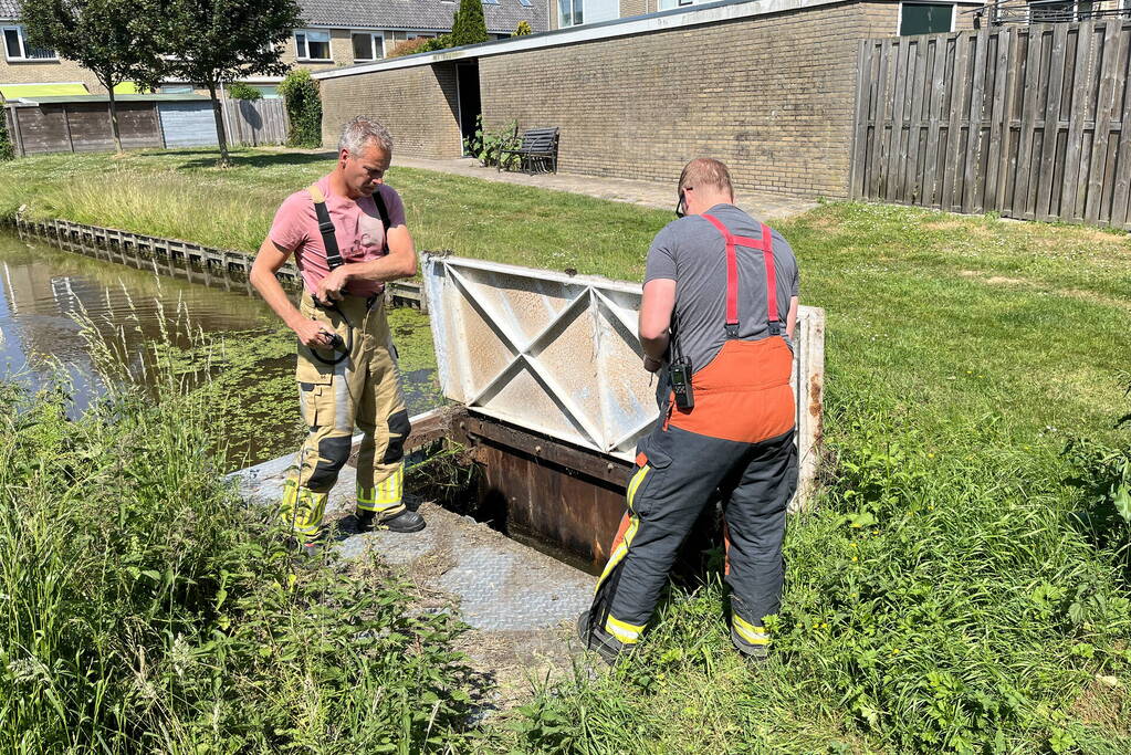 Waterhoentjes gered door brandweer