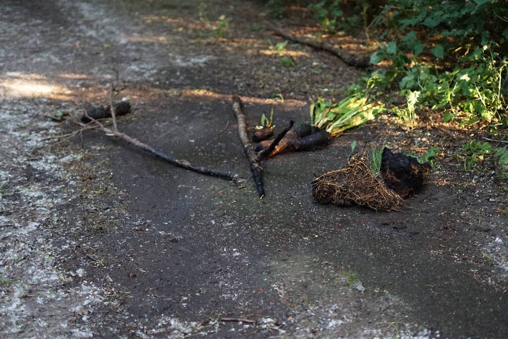 Meerdere branden in bosgebied