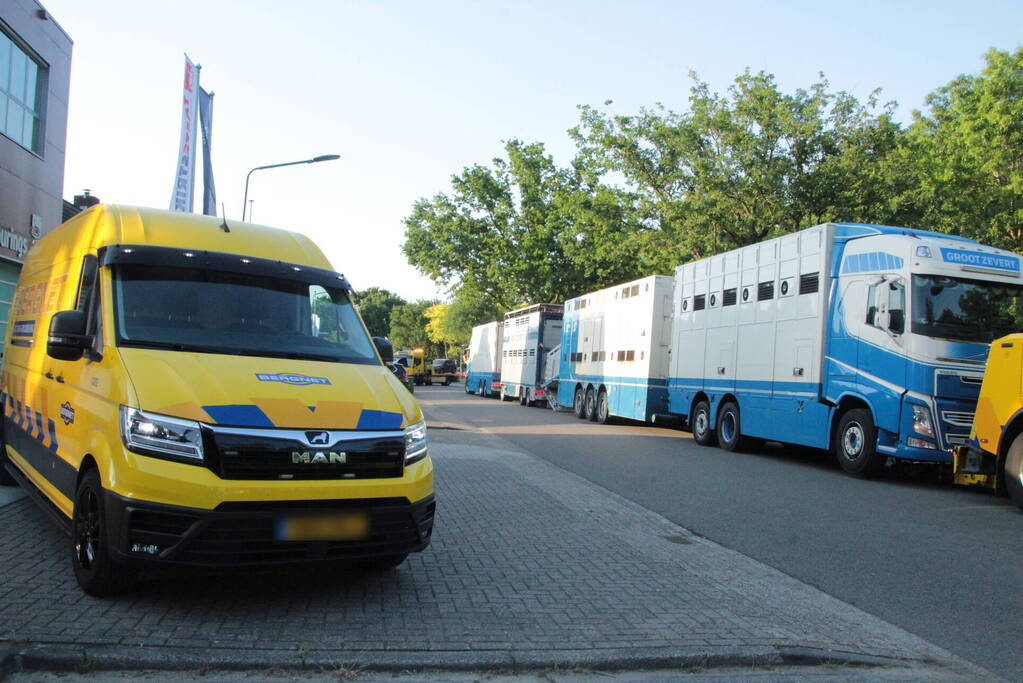 Vrachtwagen met koeien defect op snelweg