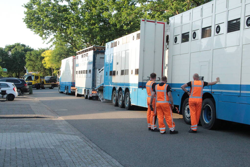 Vrachtwagen met koeien defect op snelweg