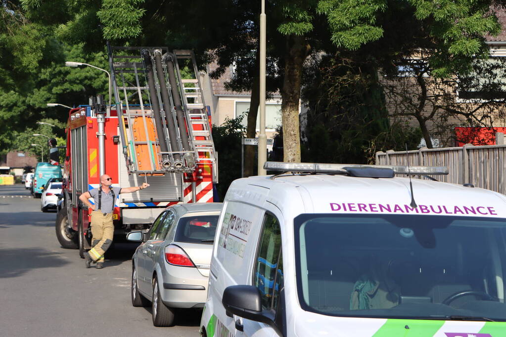 Brandweer bevrijdt vastzittende zwaluw