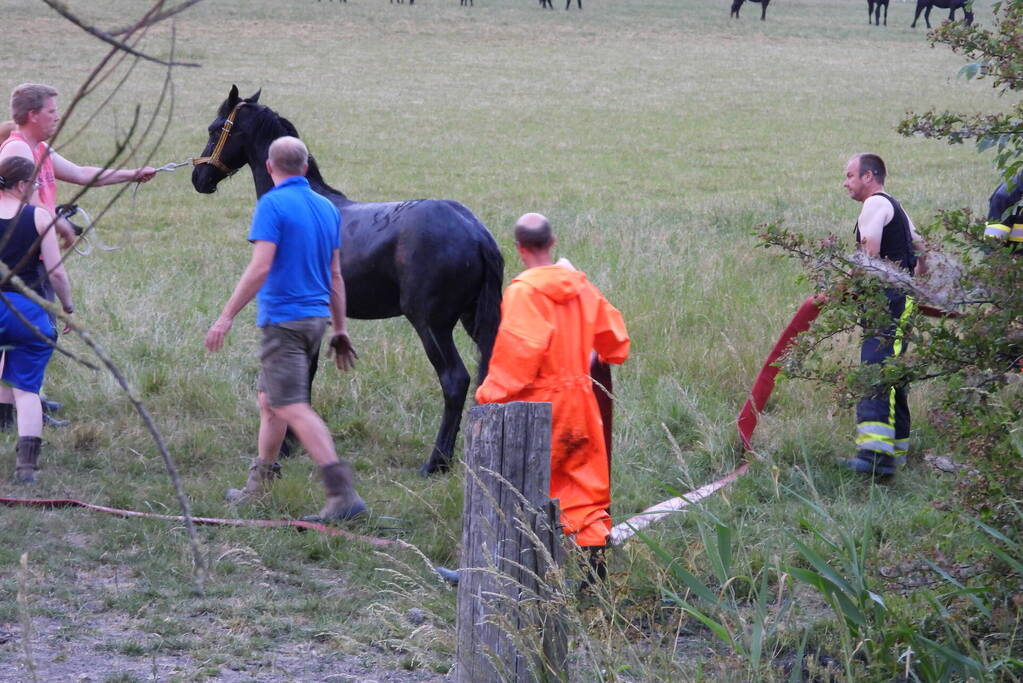 Brandweer ingezet voor paard in een sloot