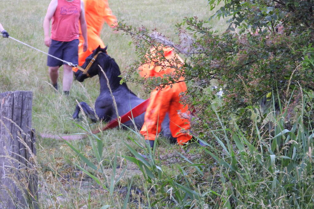 Brandweer ingezet voor paard in een sloot