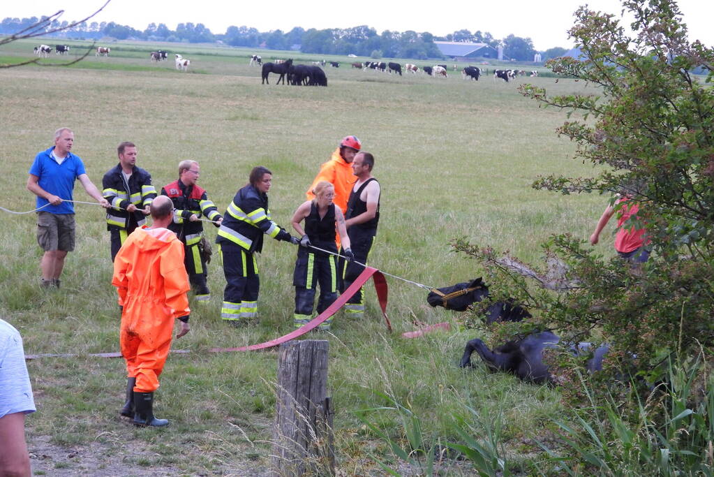 Brandweer ingezet voor paard in een sloot