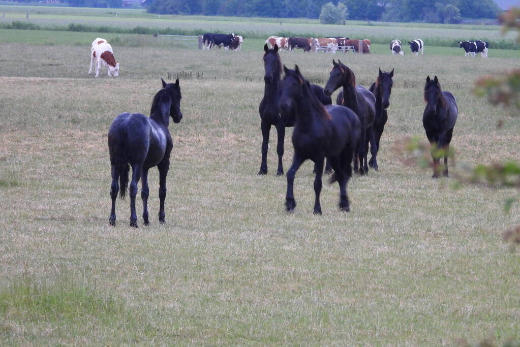 Brandweer ingezet voor paard in een sloot