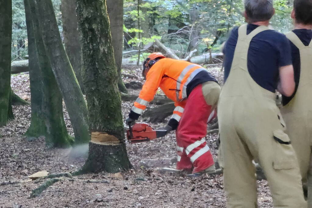 Half omgevallen boom omgezaagd door brandweer