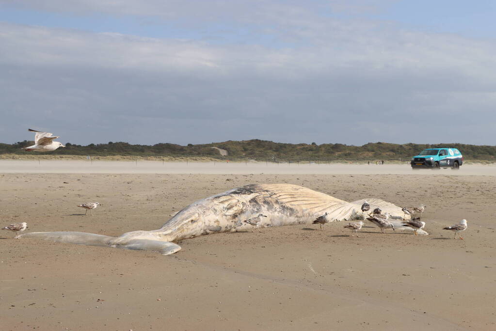 Grote bultrug aangespoeld