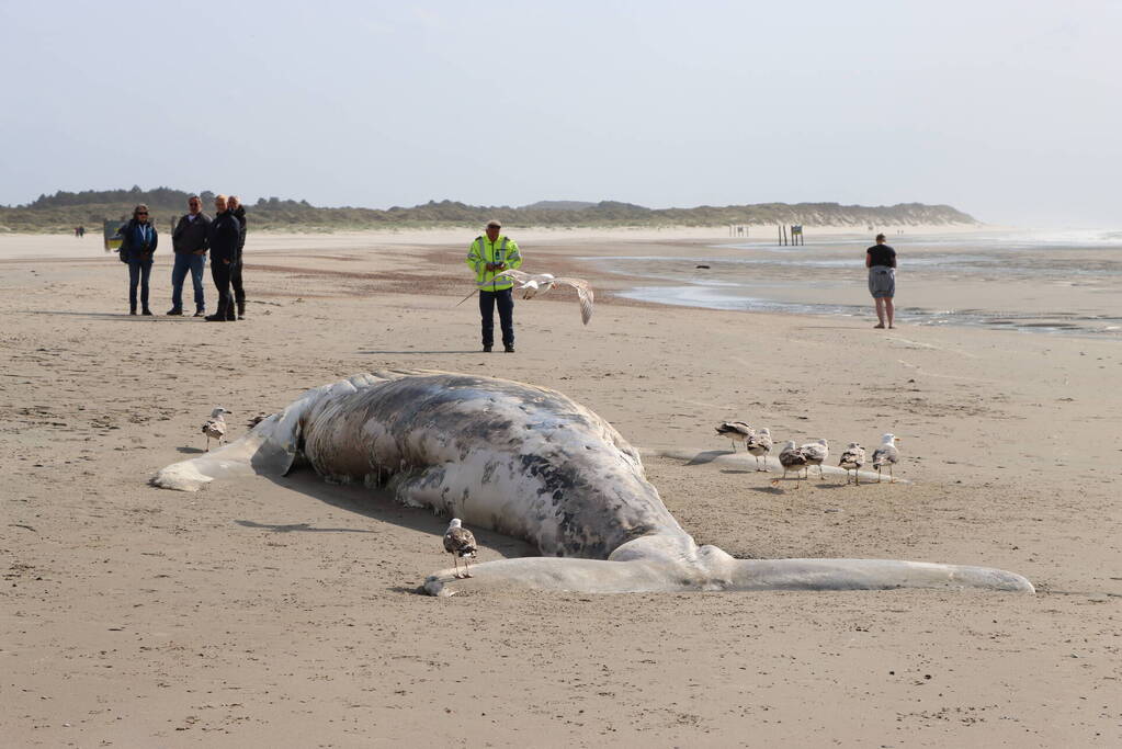 Grote bultrug aangespoeld