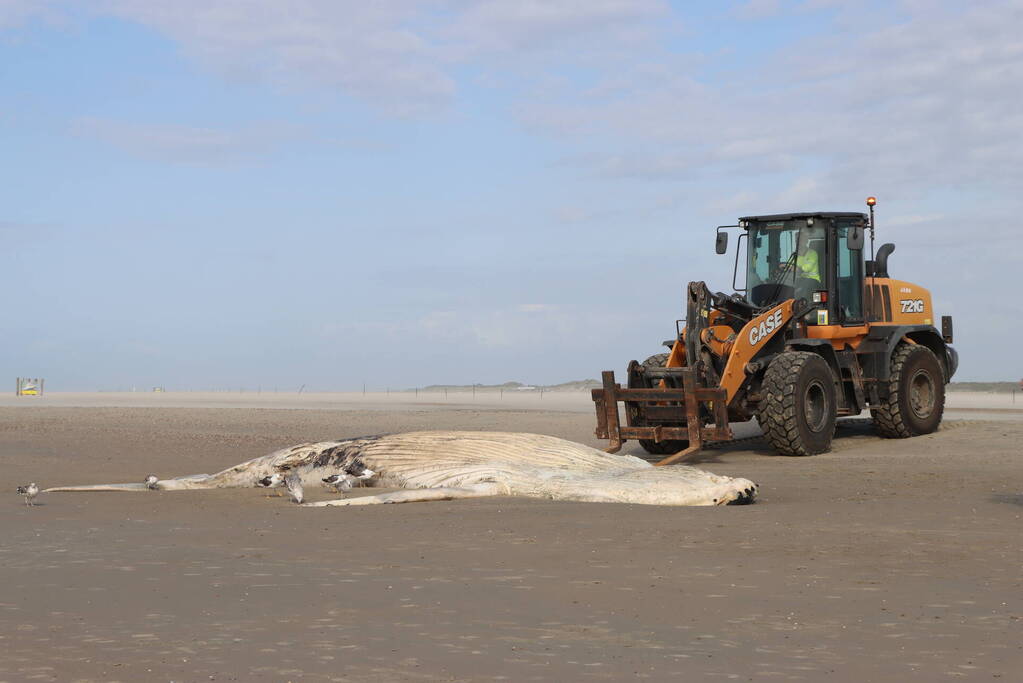 Grote bultrug aangespoeld